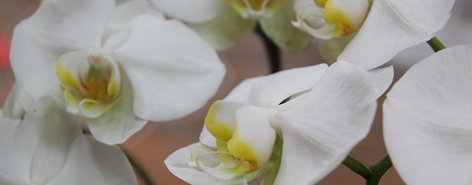 Yogakurse im Sauerland